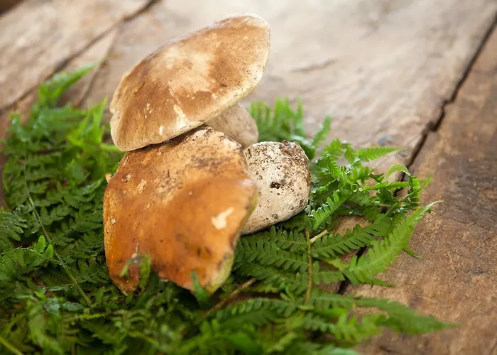 La Vigna Del Maestro Bene Vagienna